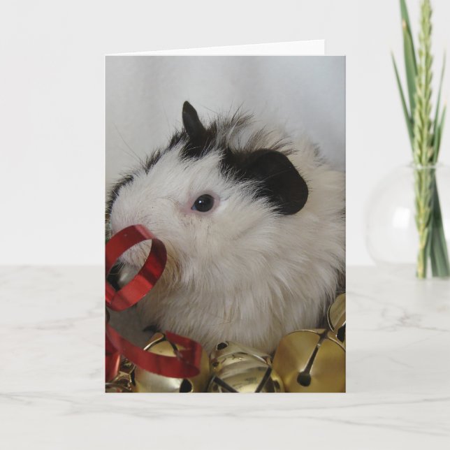 Guinea Pig With Gold Bells Card (Front)