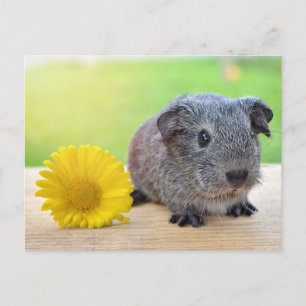 Guinea pig yellow flower postcard