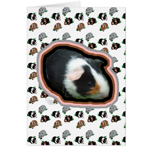Guinea Pigs (Front)