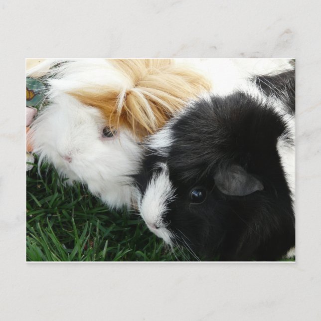 guinea pigs 2 postcard (Front)