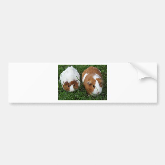 Guinea Pigs Bumper Sticker (Front)