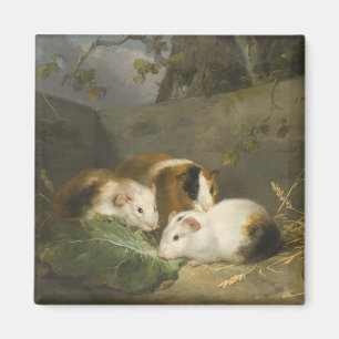 Guinea Pigs (by George Morland) Magnet