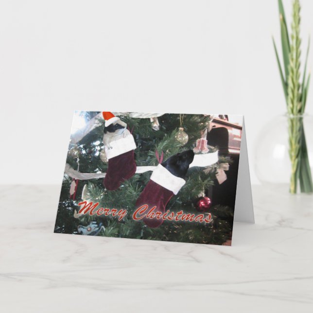 Guinea Pigs Christmas Holiday Card (Front)