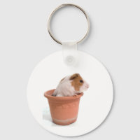 guinea pigs in a flowerpot