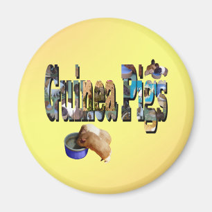 Guinea Pigs Is The Word, Magnet