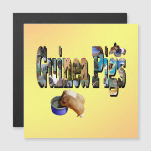 Guinea Pigs Is The Word, Magnetic Card