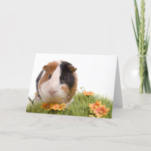 Guinea pigs on a lawn card