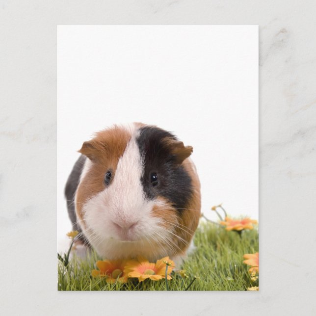 guinea pigs on a lawn postcard (Front)