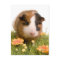 guinea pigs on a lawn