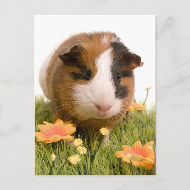 guinea pigs on a lawn postcard (Front)