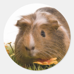 guinea pigs one has lawn classic round sticker