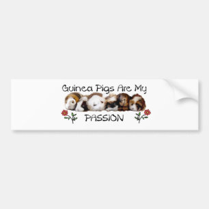 GUINEA PIGS PASSION.jpg Bumper Sticker