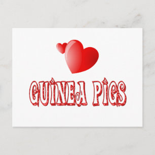 Guinea Pigs Postcard