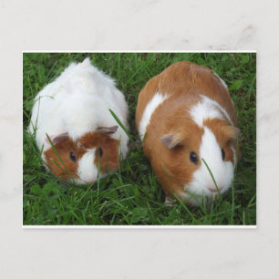 Guinea Pigs Postcard