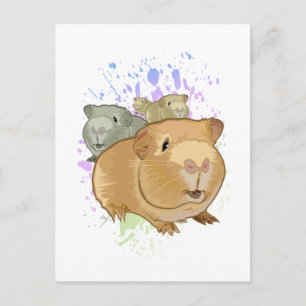 Guinea Pigs  Postcard