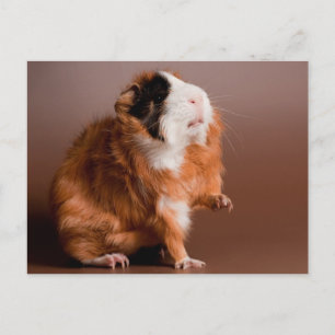 guinea pigs postcard