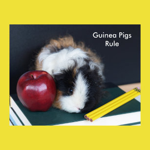 Guinea Pigs Rule Poster
