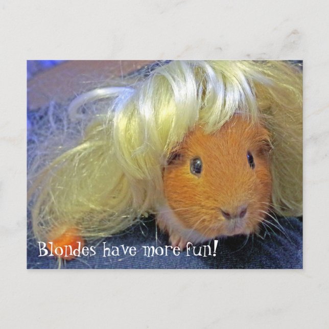 guinea pigs with blonde wig postcard (Front)
