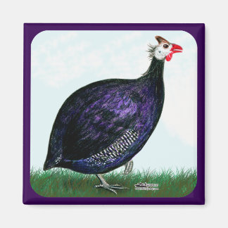 Guinea Royal Purple and Sky Magnet