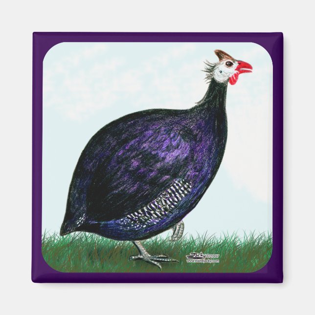 Guinea Royal Purple and Sky Magnet (Front)