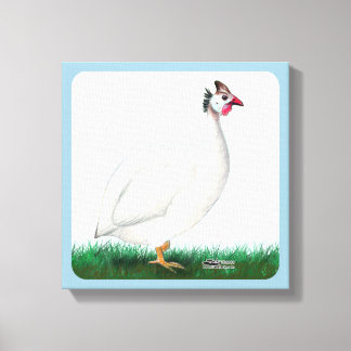 Guinea White Canvas Print