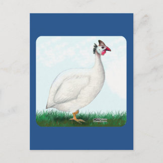 Guinea White Postcard