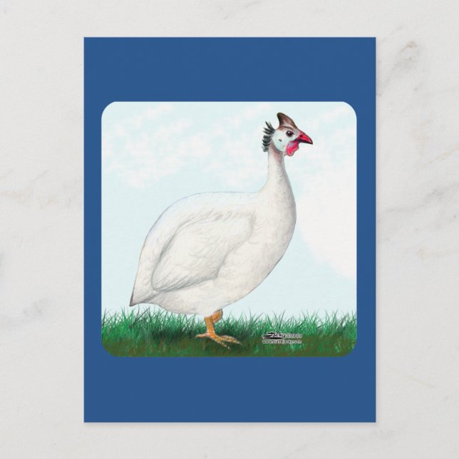 Guinea White Postcard (Front)