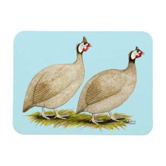 Guineas Buff Dundotte Fowl Magnet