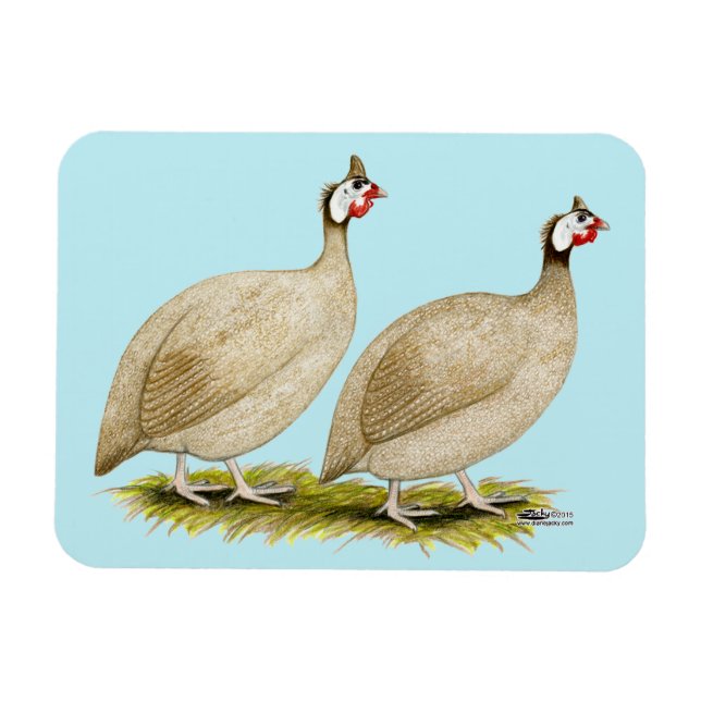 Guineas Buff Dundotte Fowl Magnet (Horizontal)