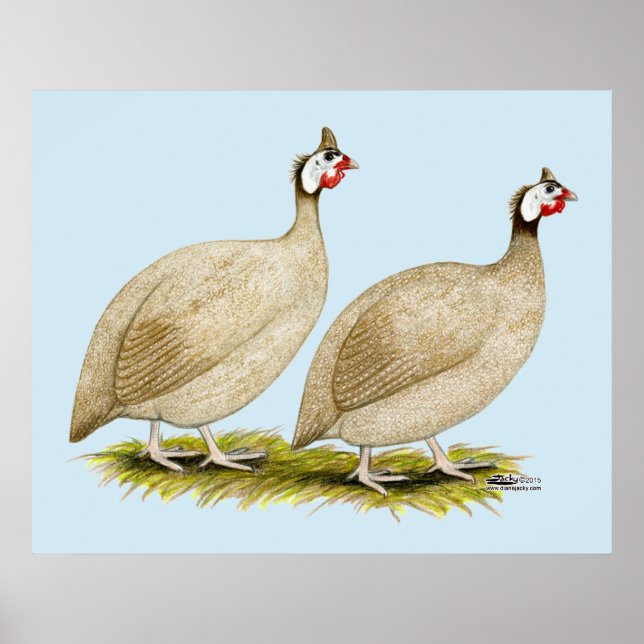 Guineas Buff Dundotte Fowl Poster (Front)