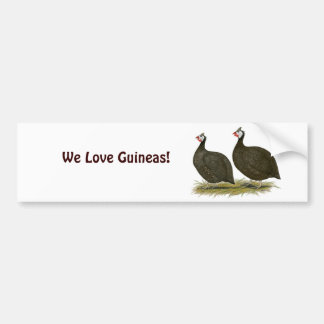 Guineas: Chocolate Bumper Sticker