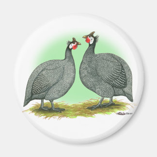 Guineas: French Magnet