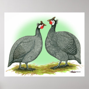 Guineas:  French Poster