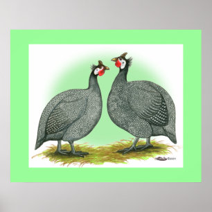 Guineas:  French Poster