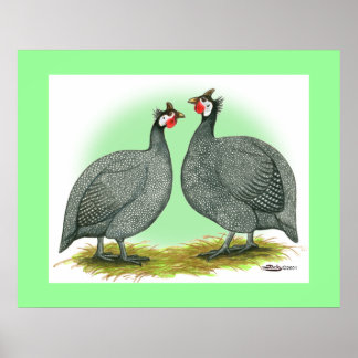 Guineas: French Poster