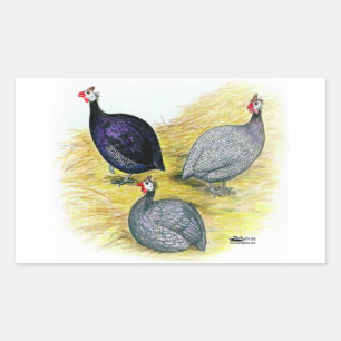 Guineas Purple, Coral Blue and Lavendar Rectangular Sticker