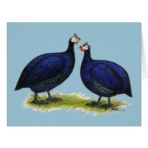 Guineas Royal Purple Pair