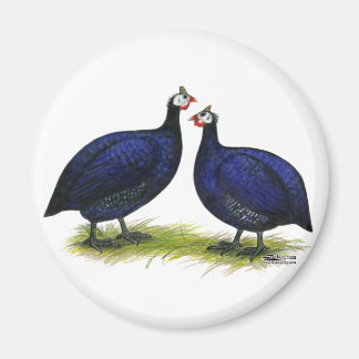 Guineas Royal Purple Pair Magnet