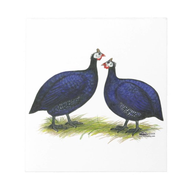 Guineas Royal Purple Pair Notepad (Front)