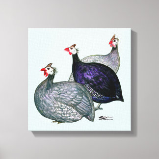 Guineas Three Canvas Print