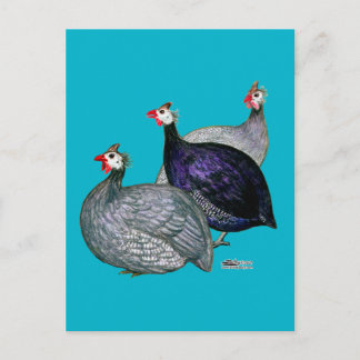Guineas Three Postcard