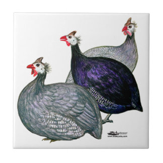 Guineas Three Tile