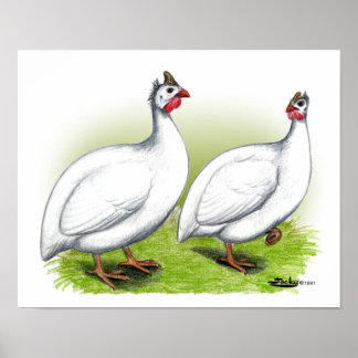Guineas: White Poster