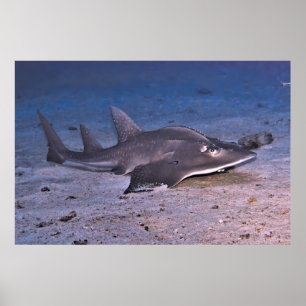 Guitar Shark Poster