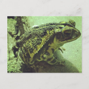 Gulf Coast Toad Postcard
