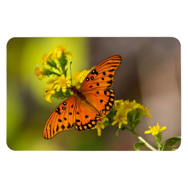 Gulf Fritillary aka Passion Butterfly on Goldenrod Magnet (Horizontal)