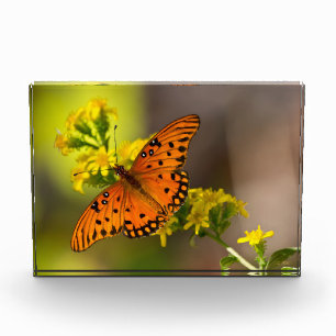 Gulf Fritillary aka Passion Butterfly on Goldenrod Photo Block