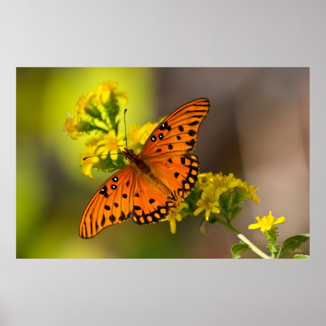 Gulf Fritillary aka Passion Butterfly on Goldenrod Poster (Front)