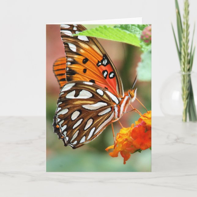 Gulf Fritillary Butterfly Card (Front)