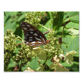 Gulf Fritillary Butterfly Photo Print